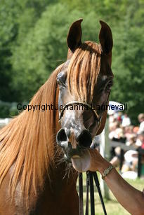 wanila_9401.jpg