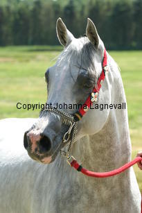 cakova_9667.jpg