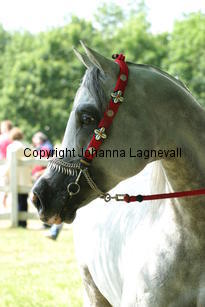 cakova_9706.jpg