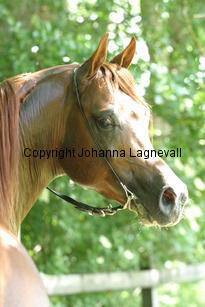 roharabaccara_9709.jpg