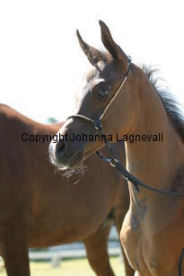 wanzydell_9480.jpg