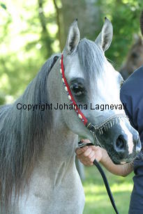 jaultima_9535.jpg
