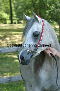 jaultima_9536.jpg