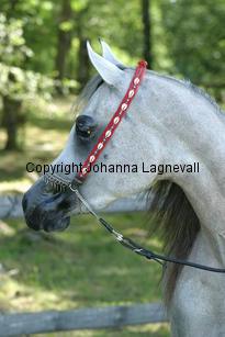 jaultima_9539.jpg