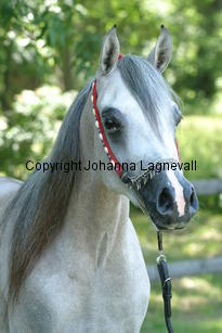 jaultima_9540.jpg