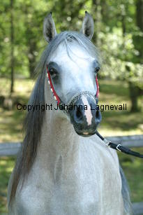 jaultima_9541.jpg