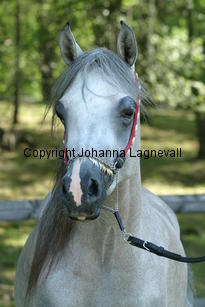 jaultima_9542.jpg