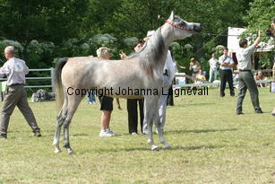 jaultima_9877.jpg
