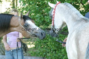 liliana_jaultima_9556.jpg