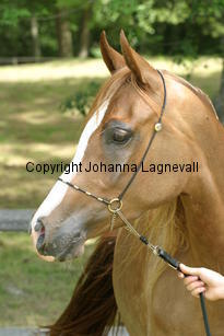 fedra_9612.jpg