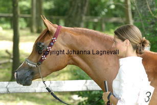sharongramm_9617.jpg