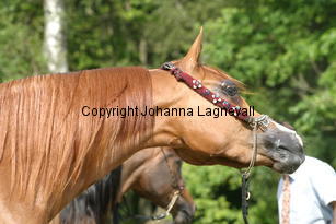 sharongramm_9897.jpg