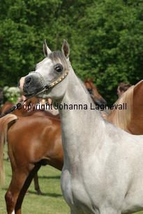 elthaymhfouz_9232.jpg
