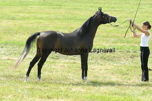 gharam_9245.jpg