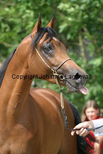 notoriouspsy_9933.jpg