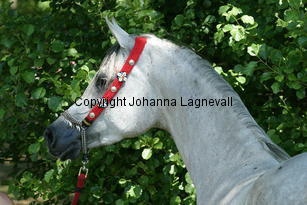 chaquira_9344.jpg