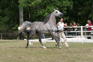 sfshaklina_9938.jpg