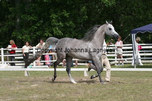 sfshaklina_9939.jpg