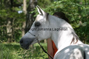 paloma_8741.jpg