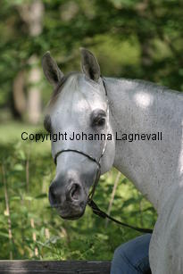 paloma_8752.jpg