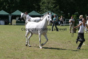 paloma_8764.jpg
