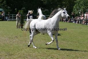paloma_8765.jpg