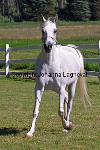 paloma_9516_2.jpg