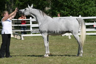 paloma_9551.jpg