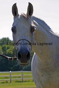 paloma_9554_2.jpg