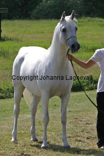 zenia_8736_2.jpg