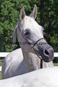 calisia_8779_2.jpg