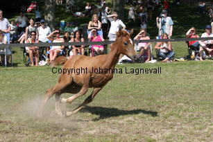 constantia_8814.jpg