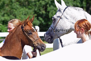 constantia_calisia_8778_2.jpg