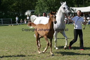 constantia_calisia_8816.jpg