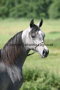 donnaisa_9030.jpg