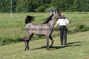 llambalaya_8997.jpg