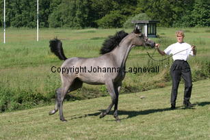 llambalaya_8998.jpg