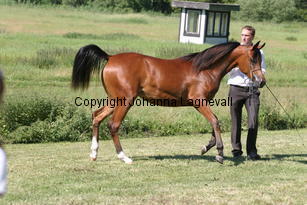 magnumelegance_9010.jpg