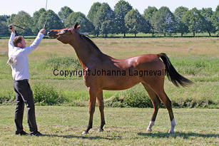 magnumelegance_9017_3.jpg