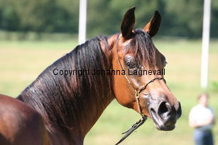 magnumelegance_9019.jpg
