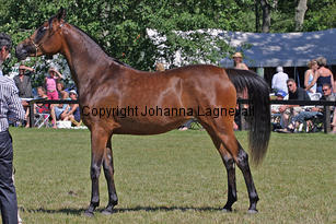 fanasira_9042_3.jpg