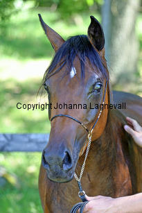 fanasira_9106_3.jpg
