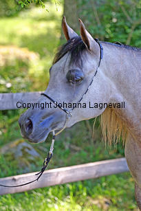 ganga_9099_4.jpg