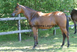 roharabaskmelody_9093.jpg