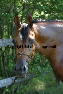 roharabaskmelody_9095.jpg