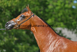 roharabaskmelody_9424_3.jpg