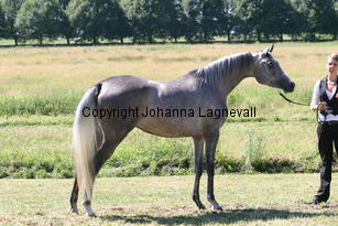 drabinaisa_9167.jpg