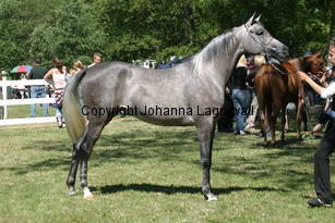 drabinaisa_9193.jpg