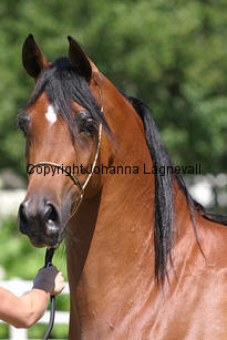 magora_9150_3.jpg