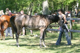 rezeda_9204.jpg